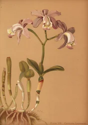 Orchidée cattleya de Loddiges, Cattleya loddigesii